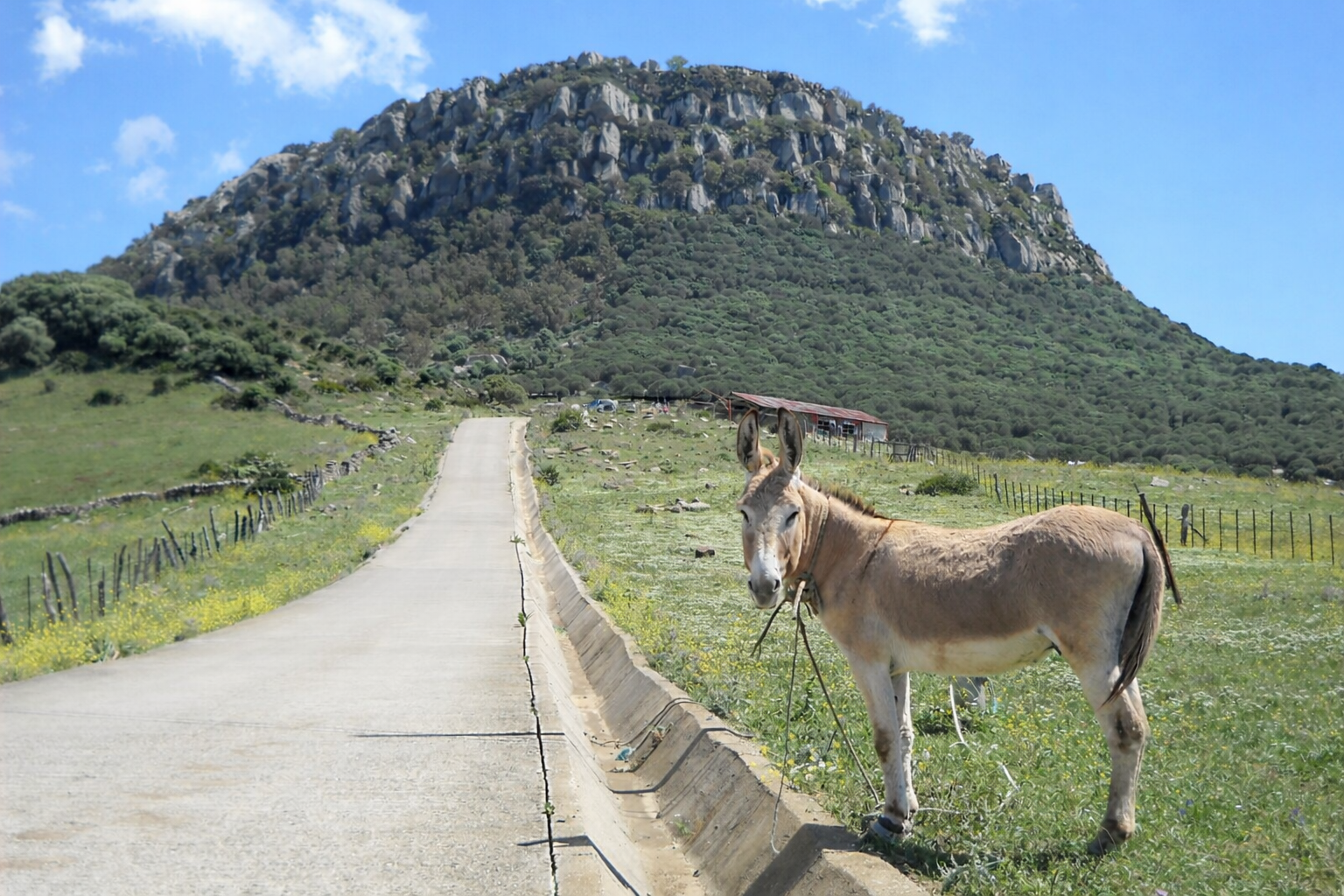 Paisaje natural en Tarifa con burro junto a camino rural y montaña en el Parque Natural del Estrecho, Cádiz